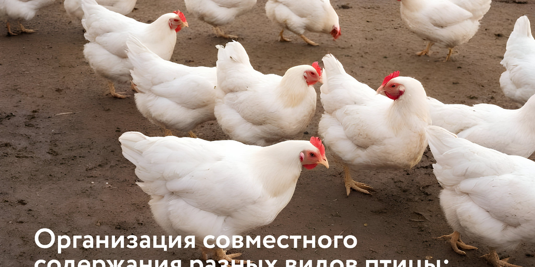 Организация совместного содержания разных видов птицы: плюсы и минусы