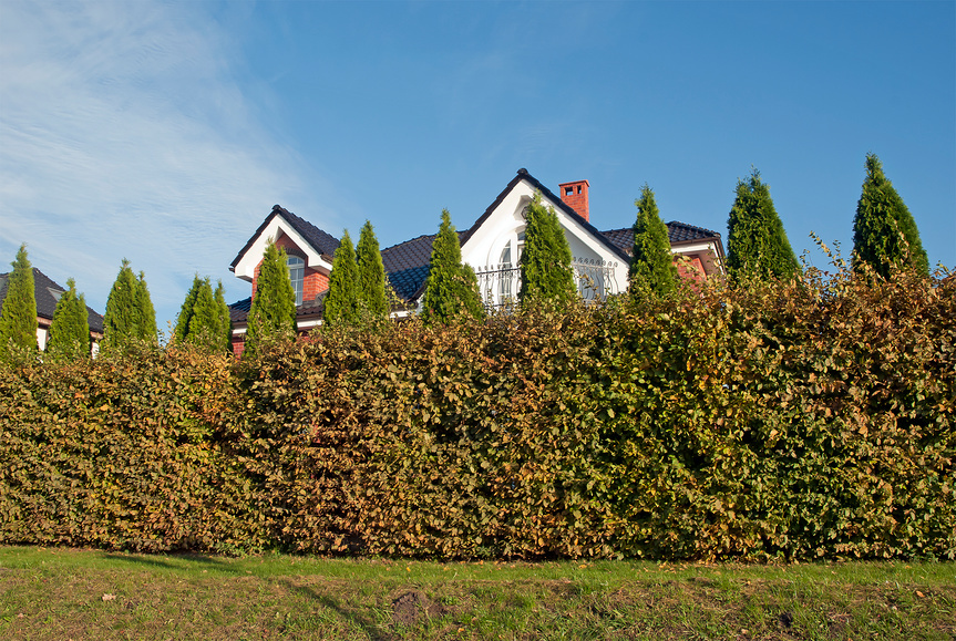 Живая изгородь