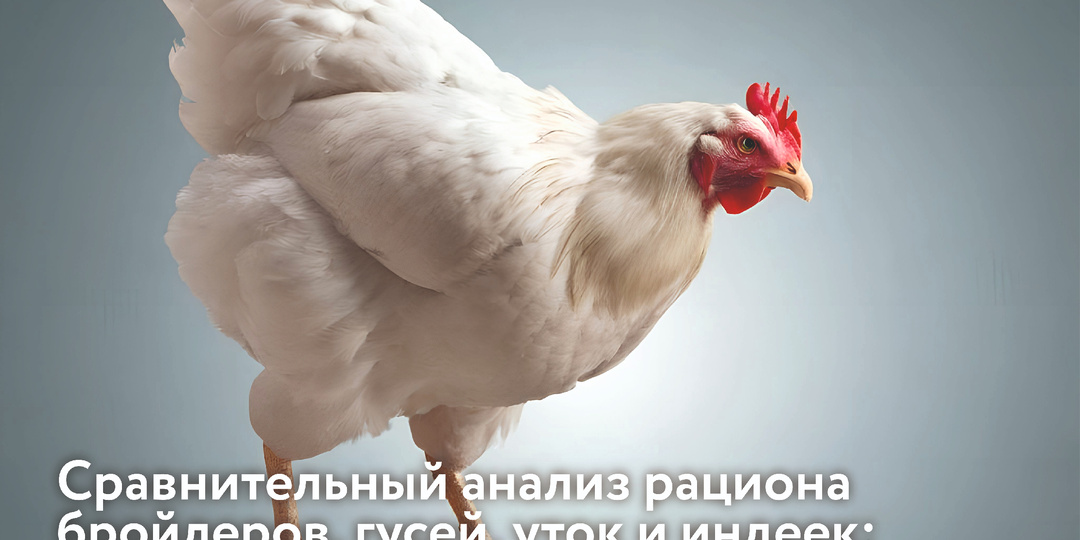 Сравнительный анализ рационов бройлеров, гусей, уток и индеек: что общего и в чем различия?