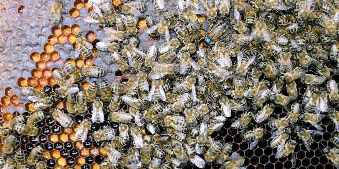 Особенности работы с Кавказской пчелой