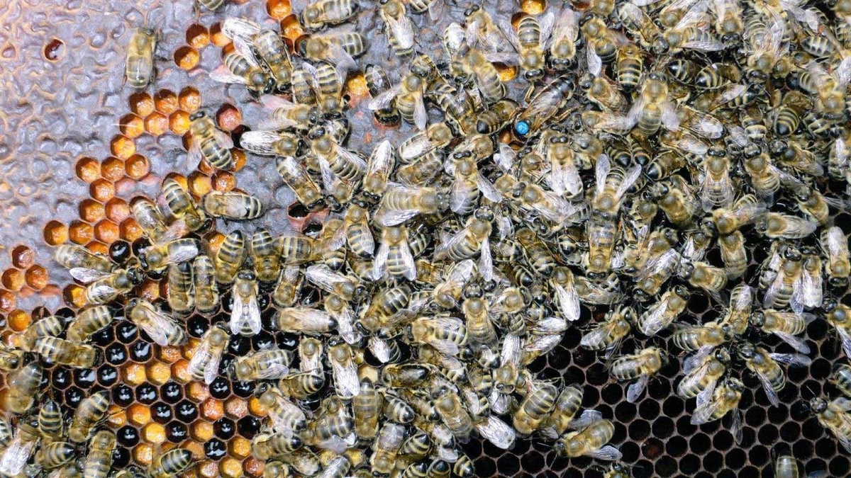 Кавказская пчела