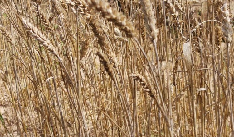    Фото: Лукьянов Дмитрий, AgroXXI.ru