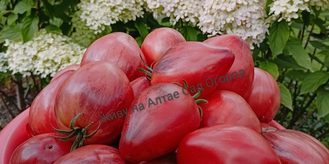 Обзоры сортов томатов: Апельсиновое манго, Ананасный сержант, Блаженство, Туфельки султана, Сладкая карамель Софии и др.