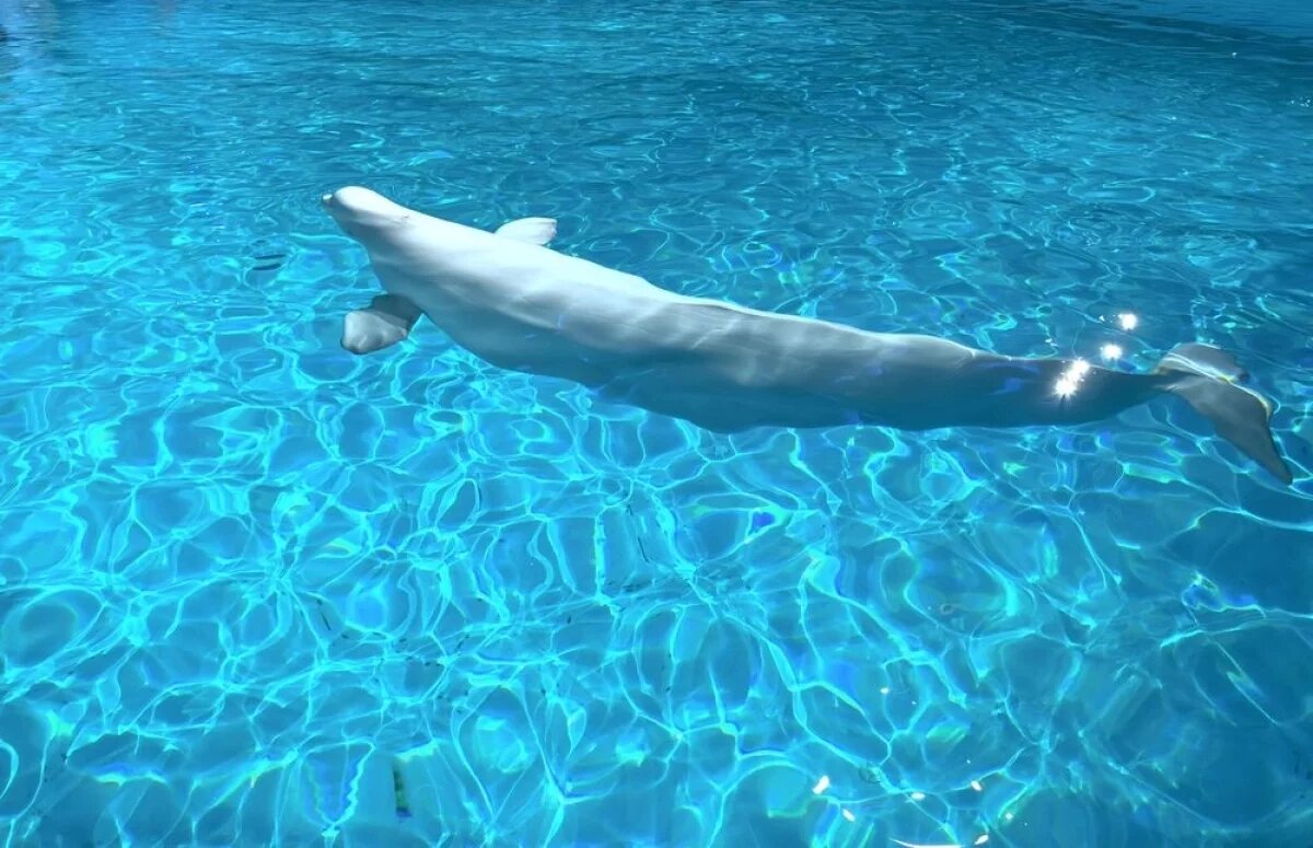    В Анапе за месяц к берегу Черного моря вынесло 19 мертвых дельфинов