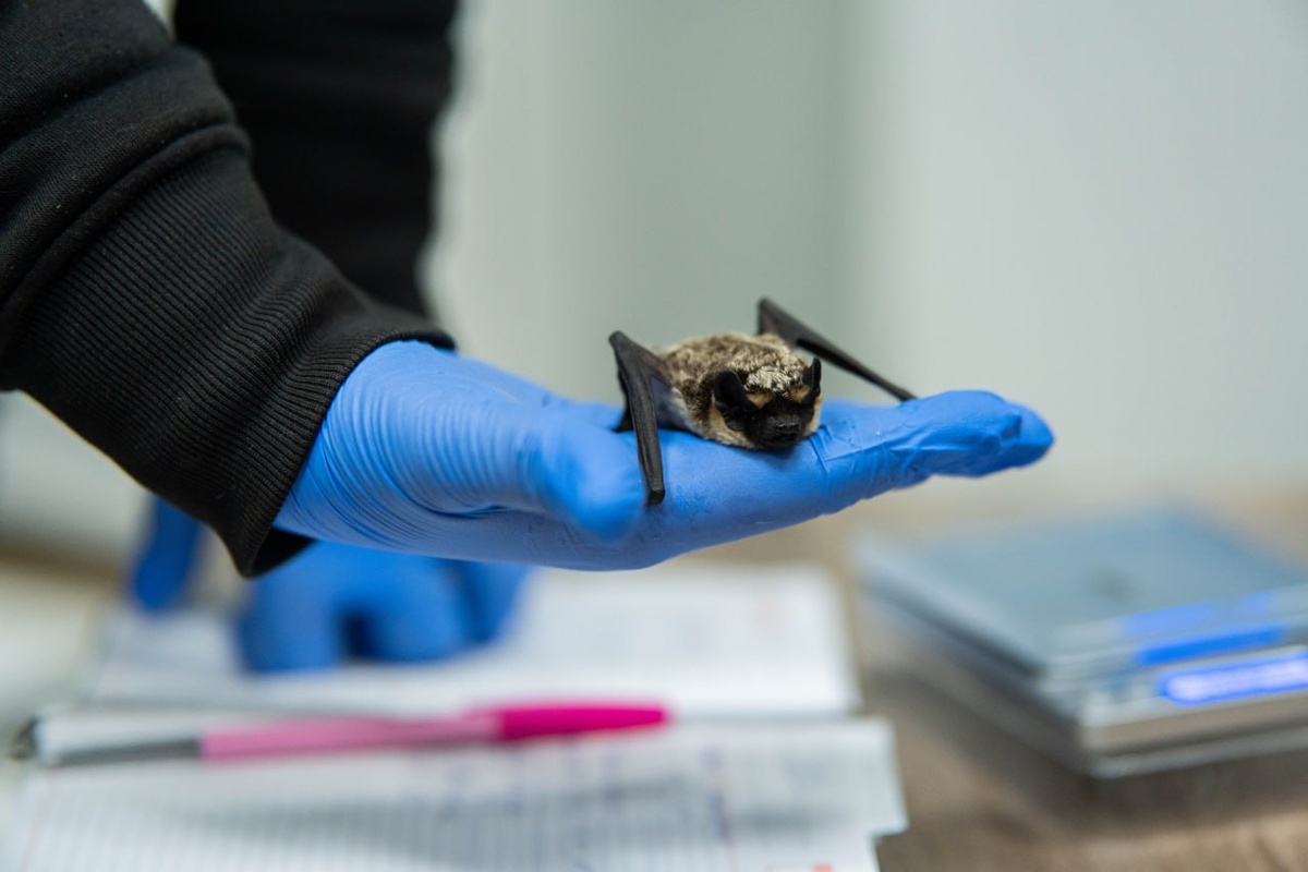    Фото: Новосибирский зоопарк