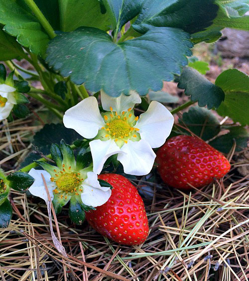 Клубника с благодарностью ответит на такое мульчирование.