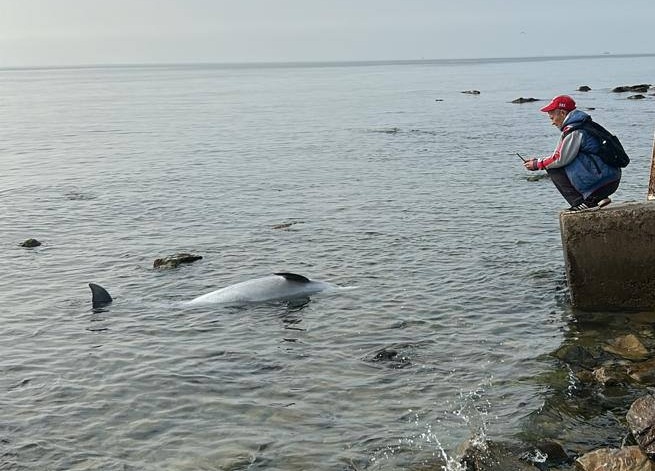    Фото: Центр спасения дельфинов «Дельфа»