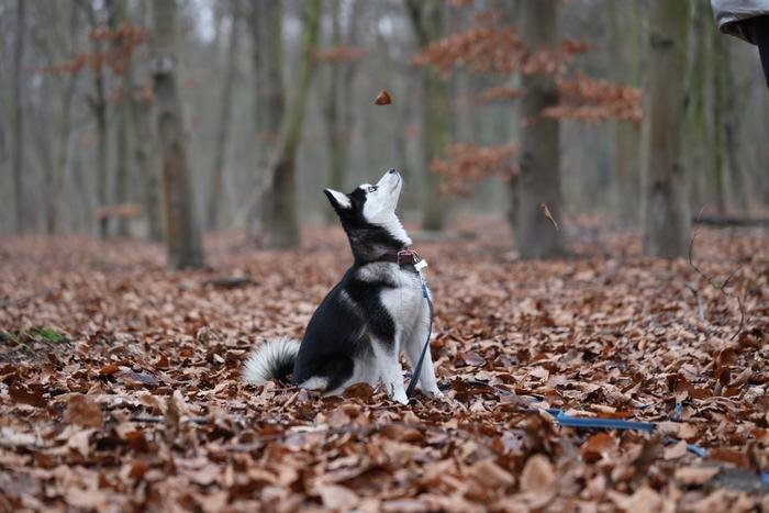 Обложка © Shutterstock / FOTODOM / OmeletteBaveuse