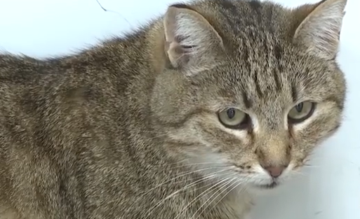     В назаровском комплексном центре соцобслуживания населения работает кошка