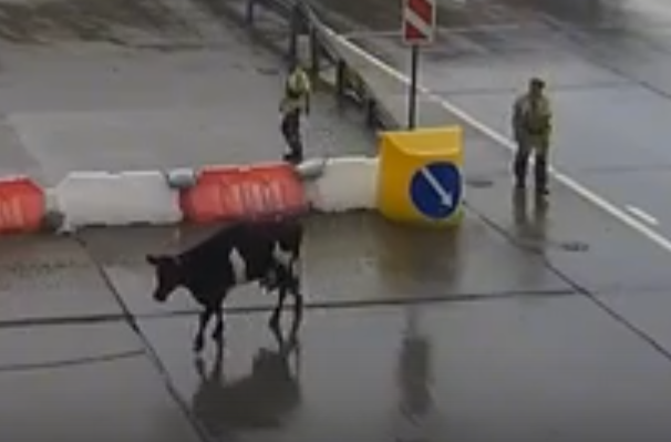 Корова на М-11