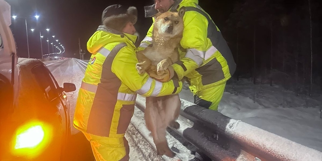 Рука помощи: как сотрудники ОССП спасают животных на трассах