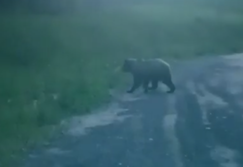 Мишка на М-11