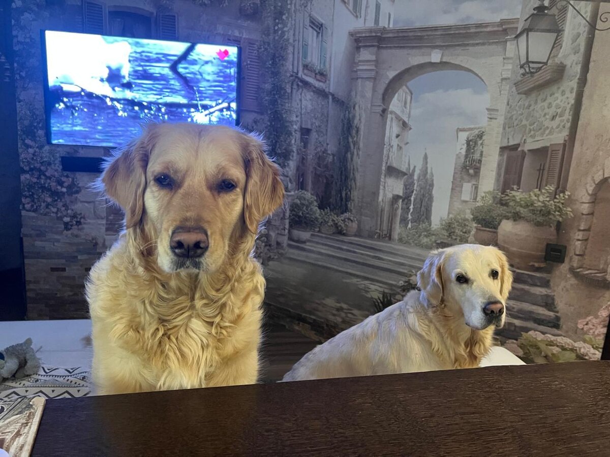 Почему ретривер — идеальная семейная порода