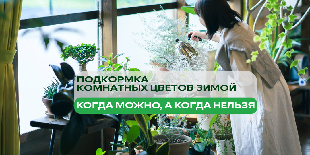Подкормка комнатных цветов ЗИМОЙ: когда МОЖНО, а когда НЕЛЬЗЯ