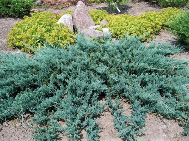 Можжевельник Blue Chip на сайте Хвойная коллекция