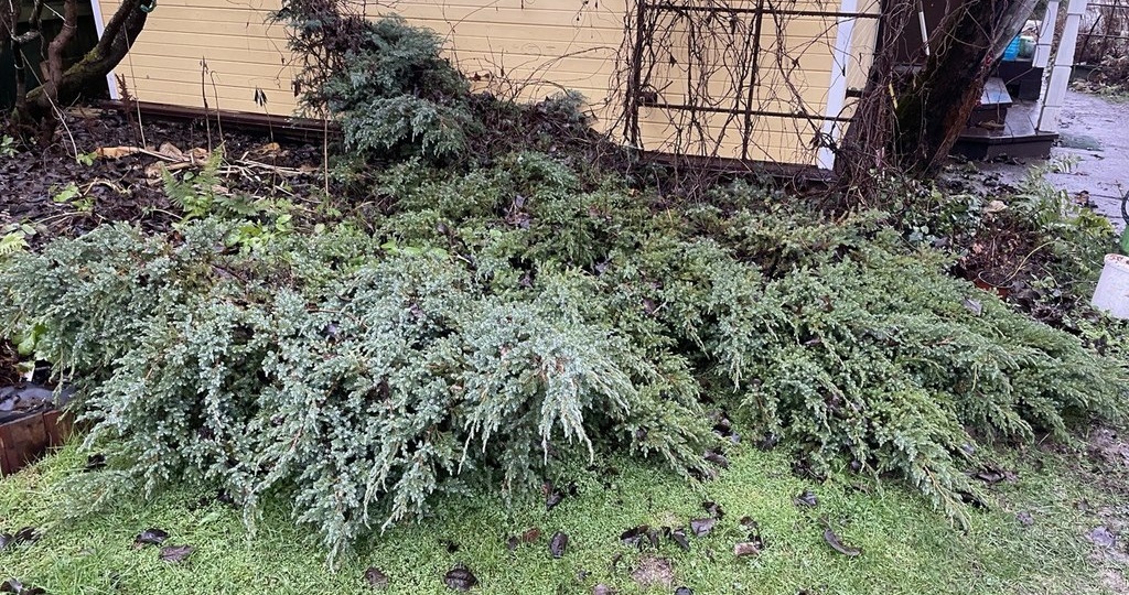 Голубой можжевельник. Агрессор и красота