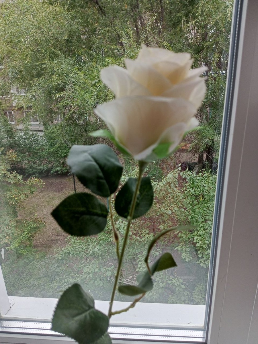 Роза-это, конечно, хорошо...