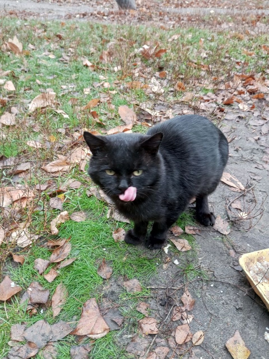 Приятного аппетита1