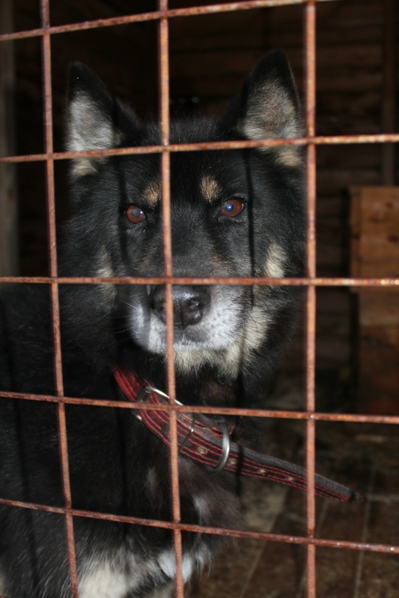    фото: © Первый Петрозаводский общественный приют