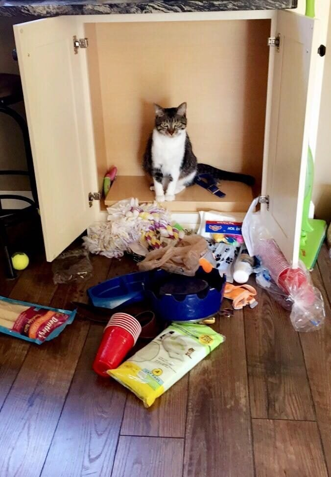 Фото с сайта pitomzy.com