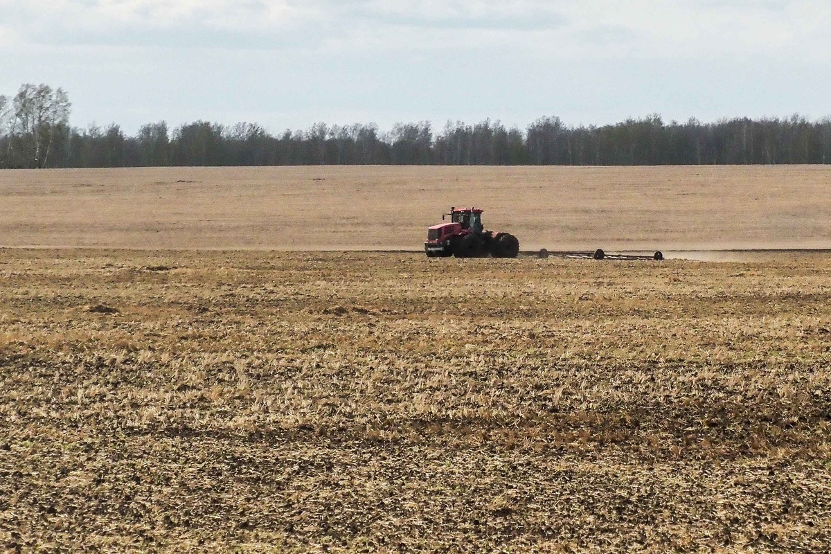 Урожай может побить рекорд за последние 43 года.  Фото: Антонт Федулов