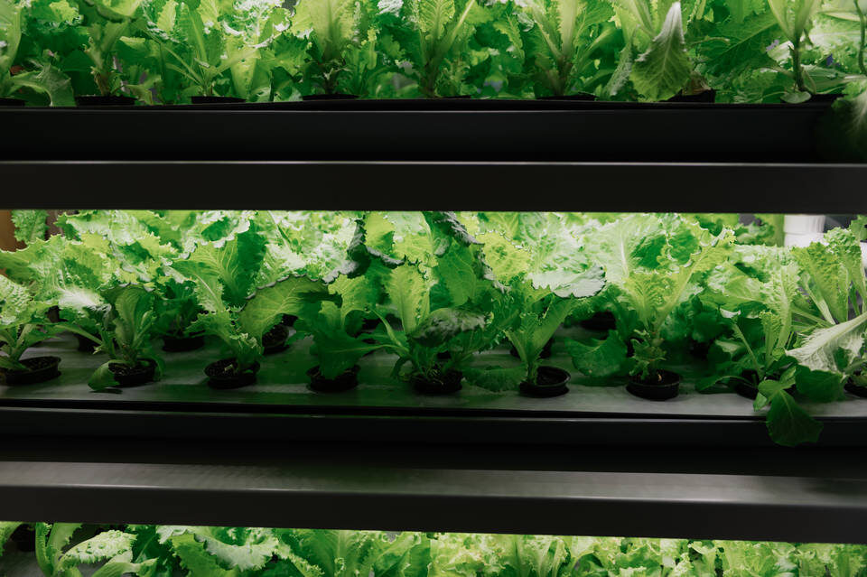    Фото: Вадим Самойлов/"Пятерочка"