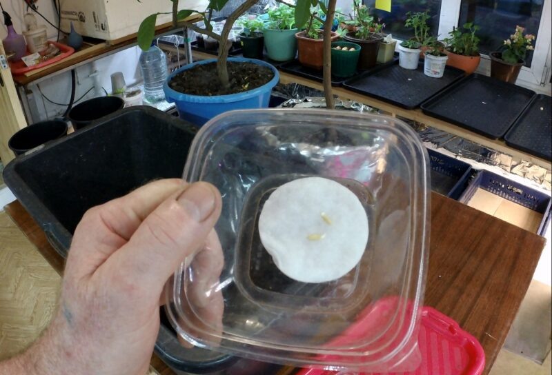 Проросшие семечки огурцов.