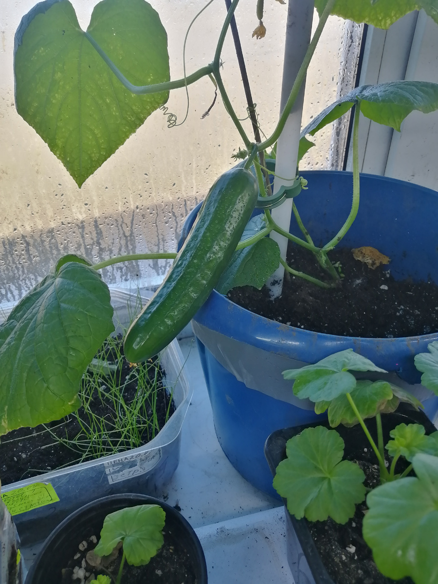 Первый огурец на подоконнике.