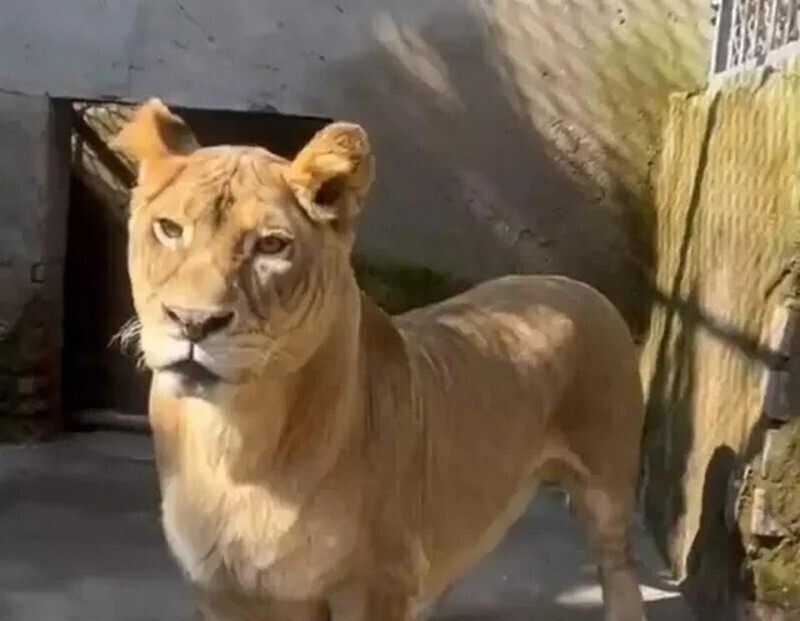    Лев корги: обитатель китайского зоопарка стал звездой соцсетей