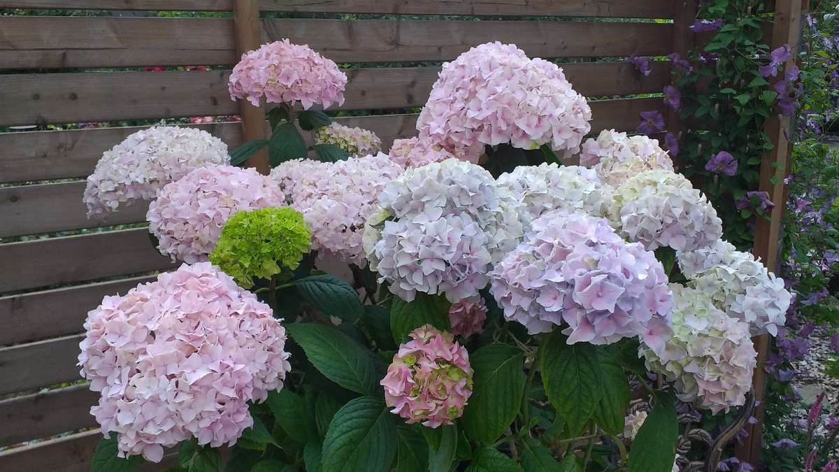 фото автора, НЕЗНАКОМКА, неизвестный сорт крупнолистной гортензии без подкрашивания