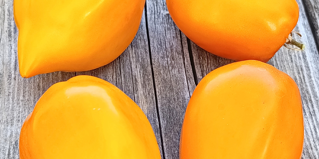 Сорта томатов, новинки сезона 2025, часть 4.