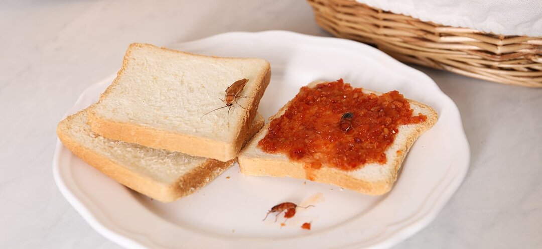 Ошибки, которые привлекают тараканов: проверьте, не делаете ли вы это