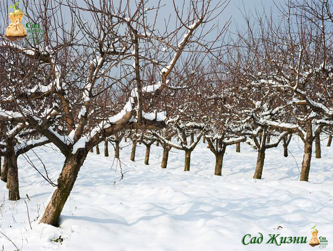 секреты зимней обрезки деревьев в саду