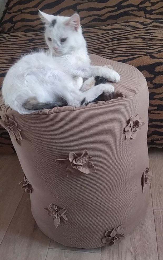 Сливка не хочет никого пускать на пуфик.