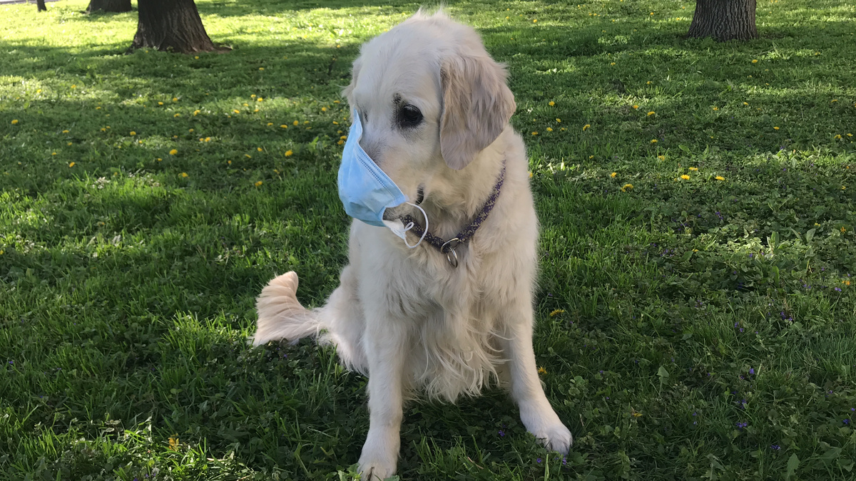 Пожилой голден: уход и радости зрелого возраста (7+ лет)