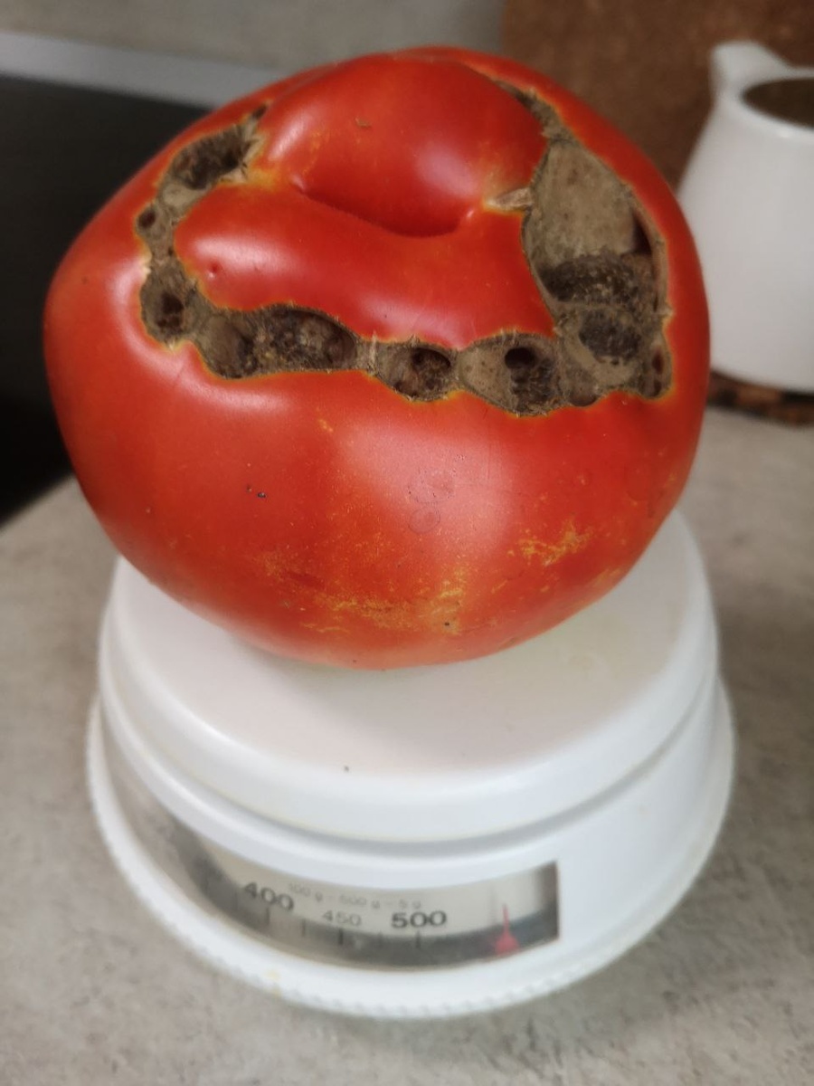 Сорт "Планета" 2024 г.