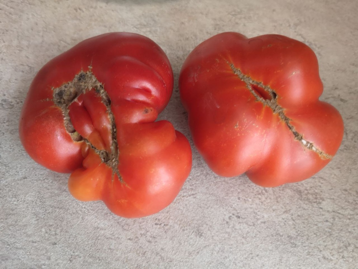 Сорт "Укус змеи" 2024 г.