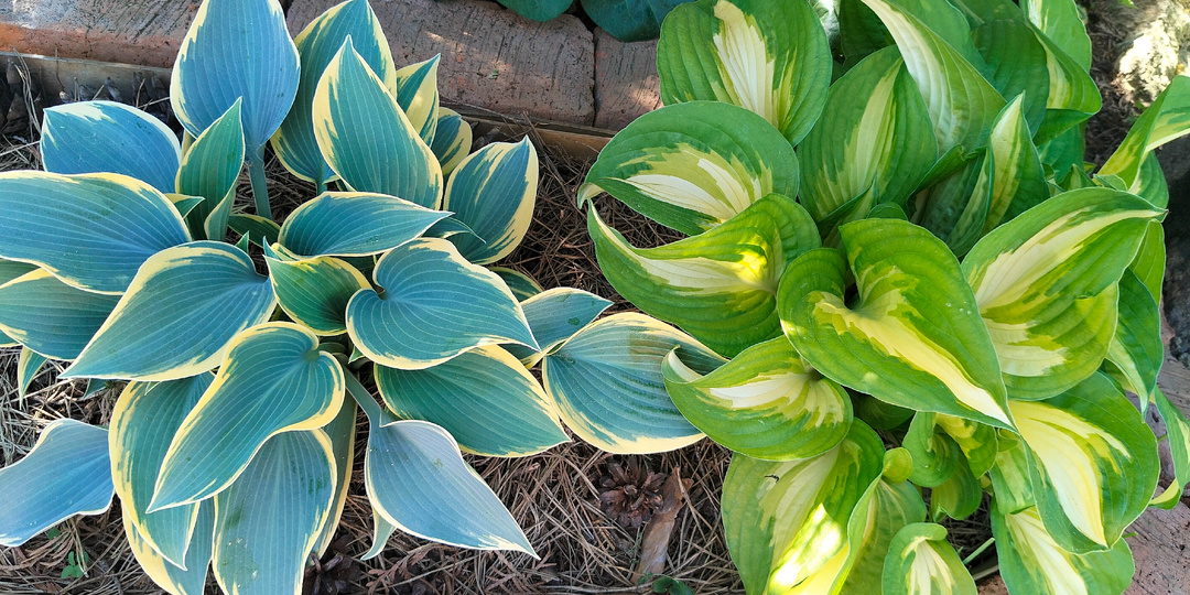 Хосты в нашем саду - 23 сорта