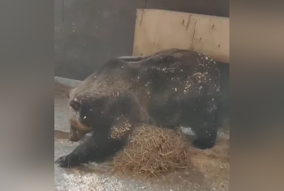     Фото: скрин видео