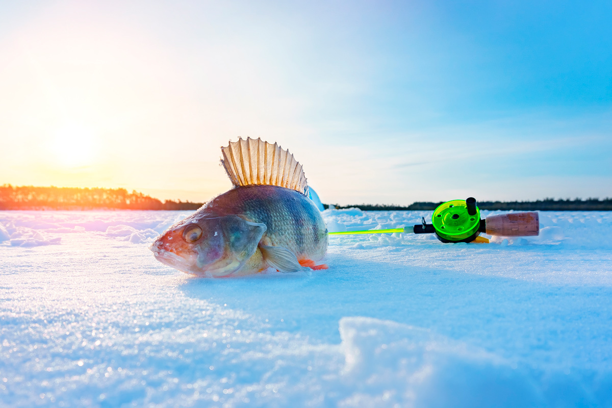    Фото: darksoul72 / Shutterstock.com