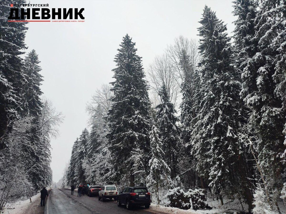 Фото: Александр Глуз / «Петербургский дневник»