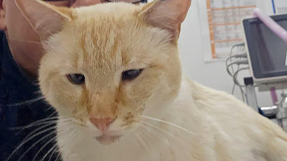     Кота более чем с 20 пулевыми ранениями спасли в ветклинике Зеленограда t.me/Моя Ветклиника