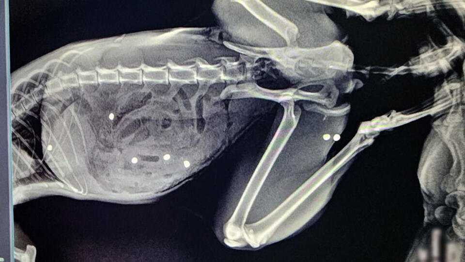    t.me/Моя Ветклиника