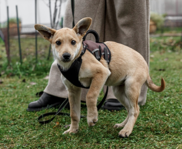 Лисичка. Сжавшаяся перед воротами приюта