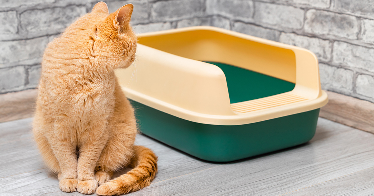 источник фото: https://petmagazine.rs/wp-content/uploads/2025/07/van_posude_za_posip1.jpg