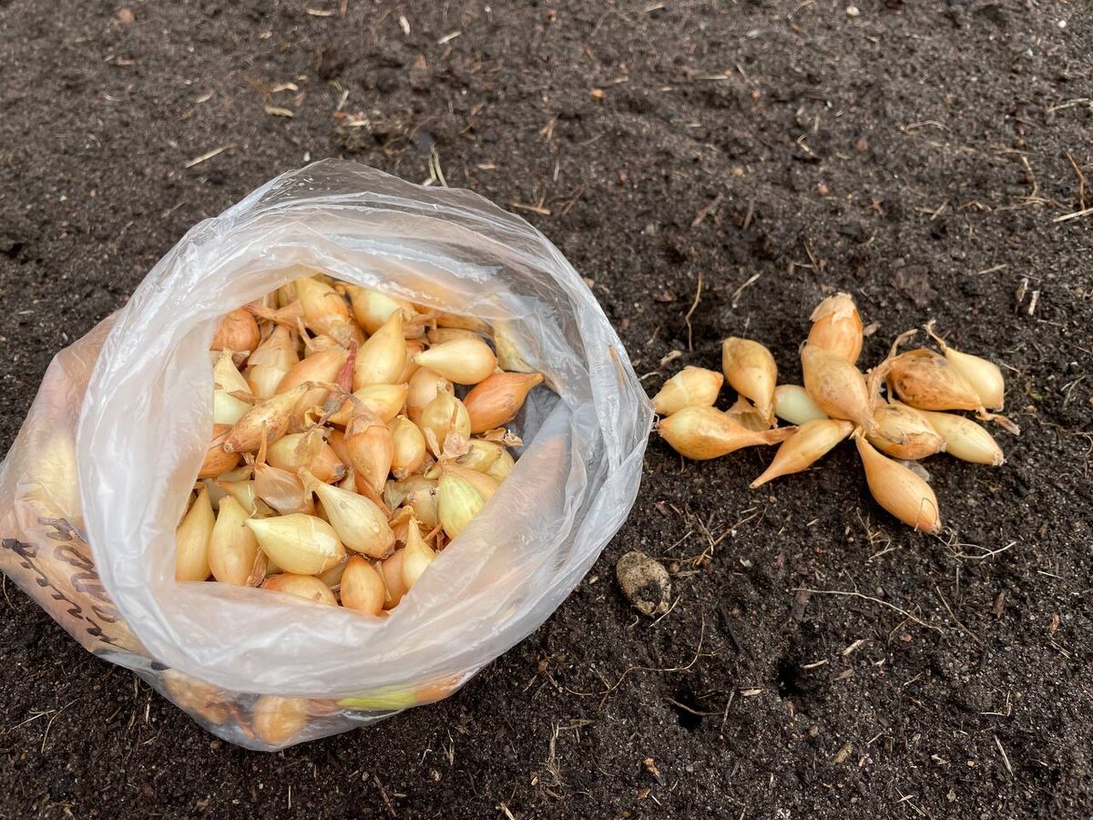 Чем крупнее севок, тем шейка лука будет толще. Фото автора