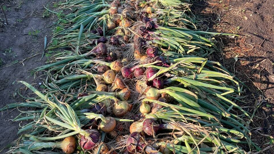 Лук не будет гнить. Просто два раза посыпаю луковую грядку