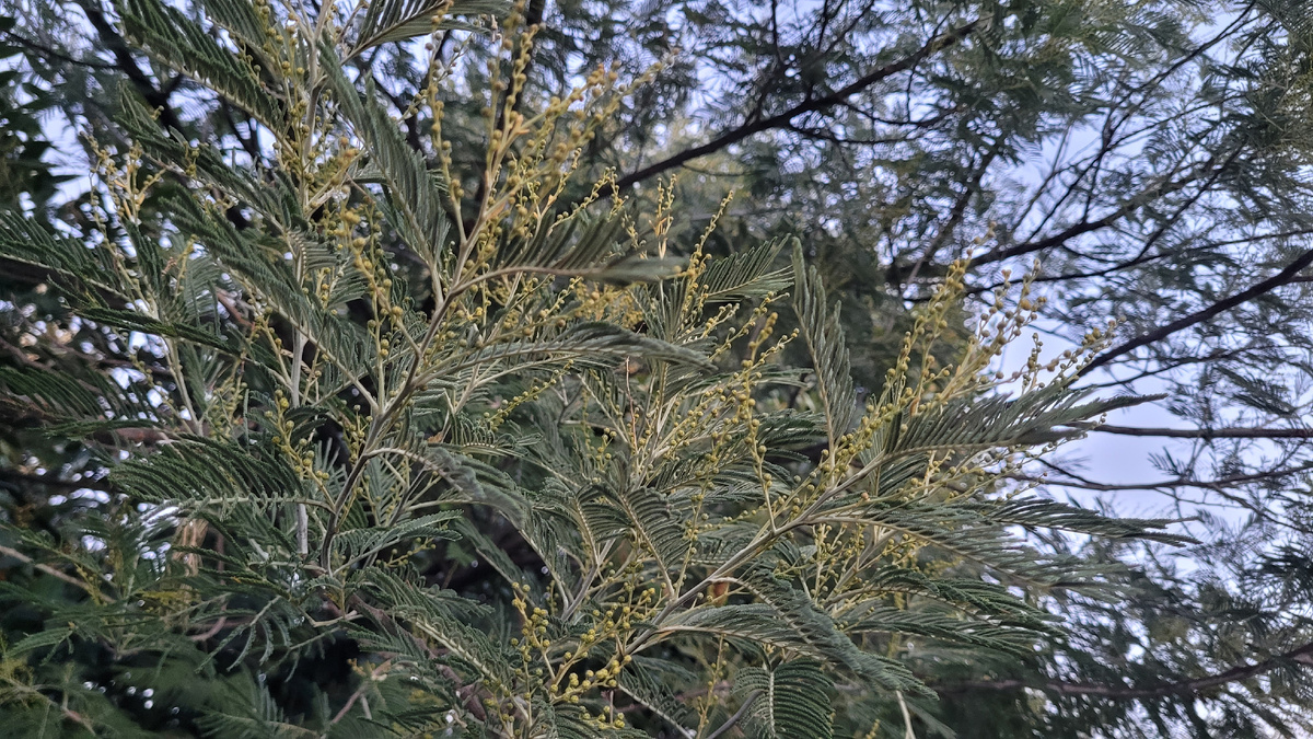 Мимоза зацвела