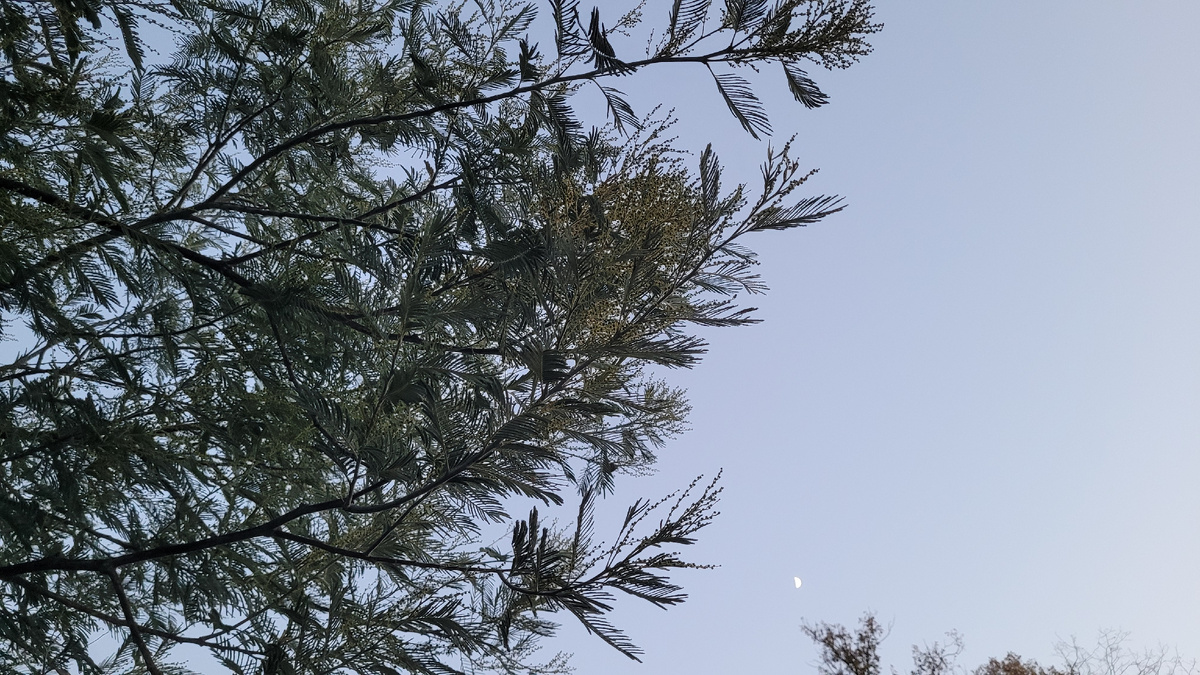 Мимоза на фоне луны