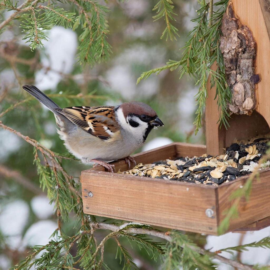 Необходимо вывешивать в саду кормушки и по возможности регулярно подкармливать птиц в зимние месяцы